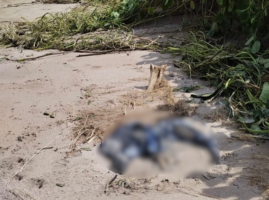 Ossada é encontrada por moradores em praia de São Miguel dos Milagres, AL