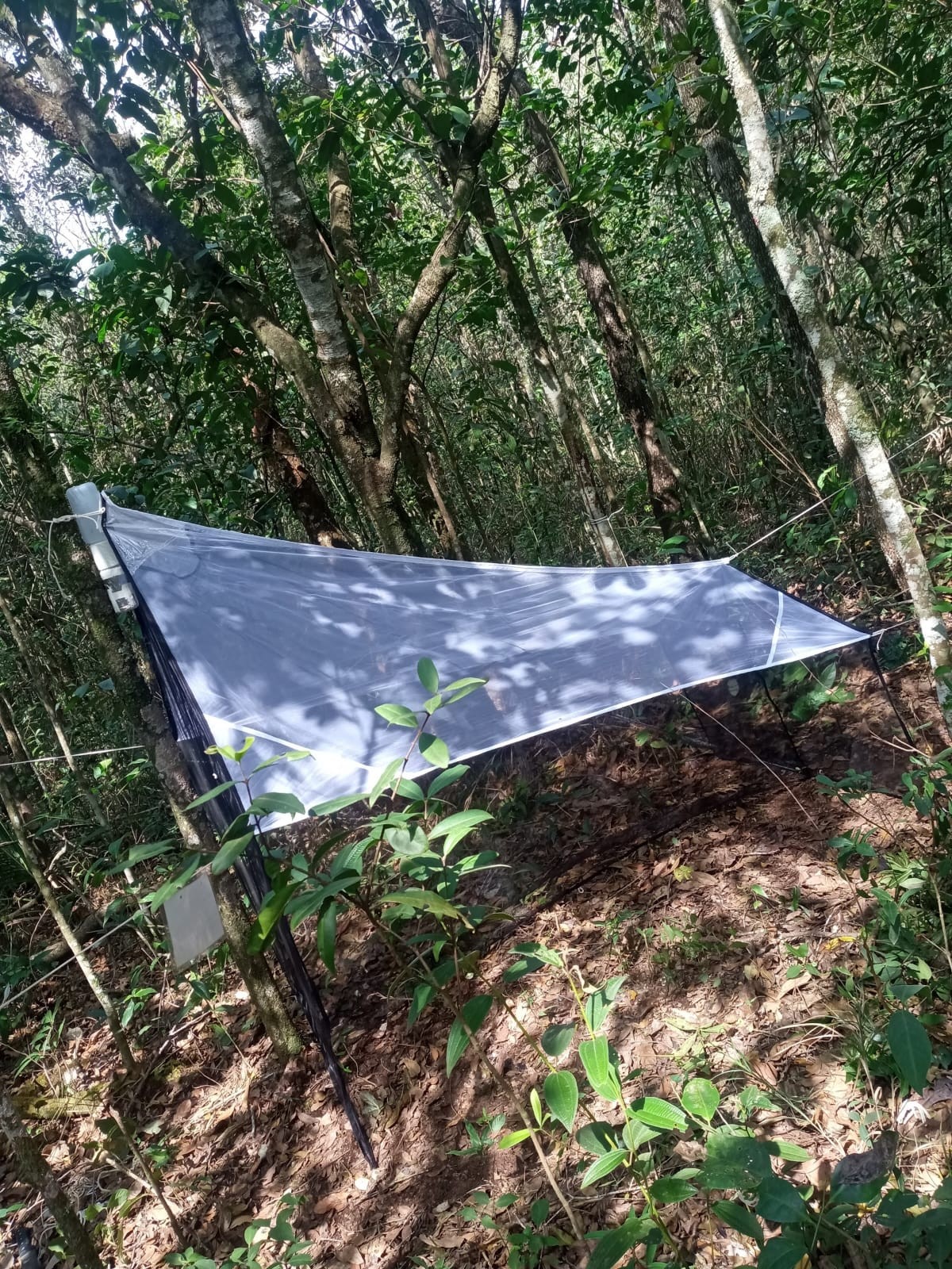 Estudo busca entender o que atrai 'vida invisível' aos parques urbanos