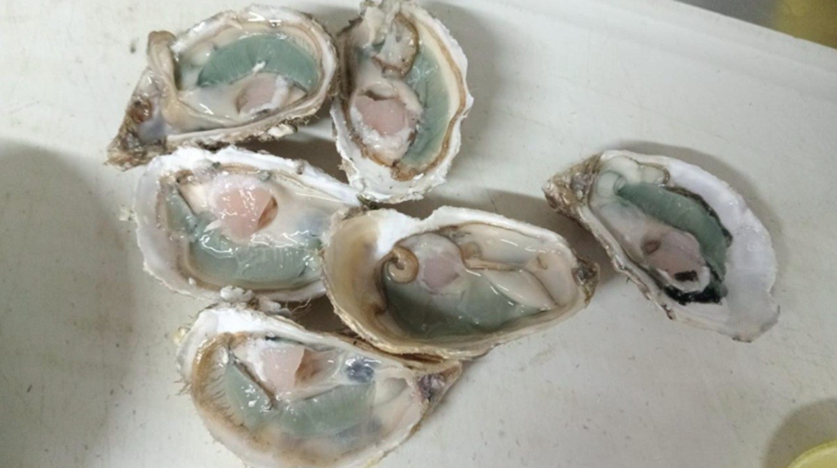 Como fenômeno raro tem deixado ostras esverdeadas e mais saborosas em Florianópolis