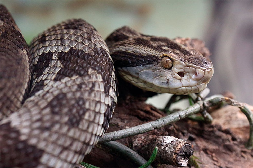 Jararaca (Bothrops jararaca)  uma das serpentes mais comuns do sudeste do Brasil — Foto: Butatan/Divulgao