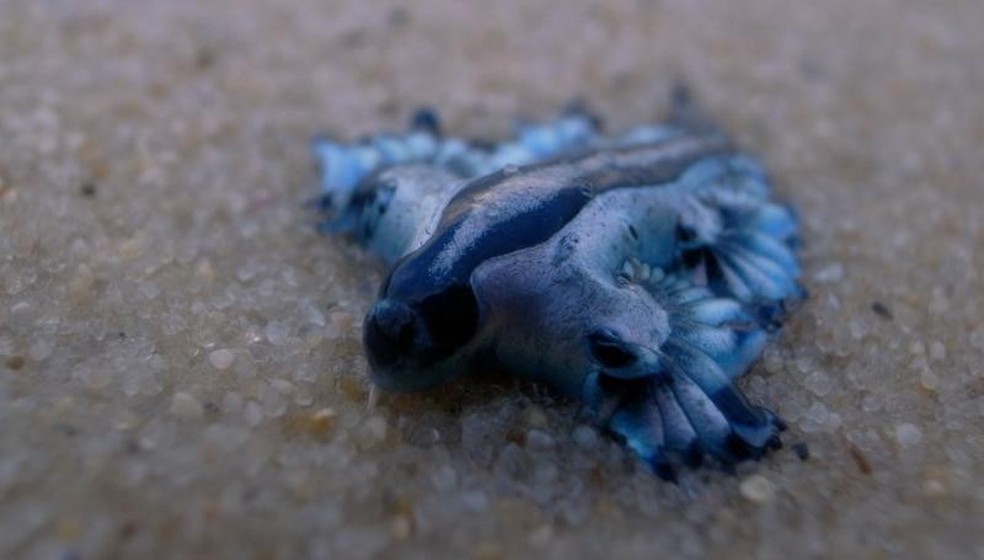 Os dragões azuis se movimentam no mar levados pelas correntes oceânicas — Foto: GETTY IMAGES via BBC