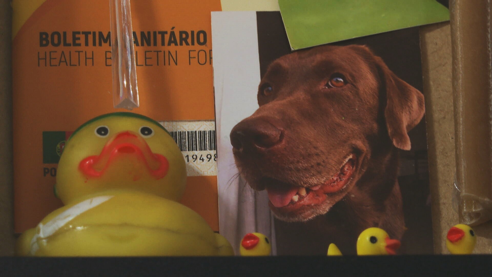 Morte de cachorro que comeu planta tóxica em SP reacende alerta sobre riscos em áreas públicas