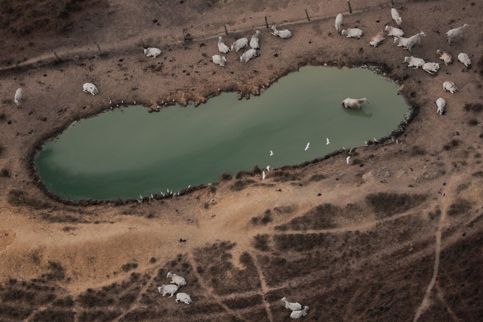 Vista aérea mostra gado pastando em área desmatada da Amazônia próxima a Porto Velho, no dia 14 de agosto de 2020. — Foto: Ueslei Marcelino/Reuters