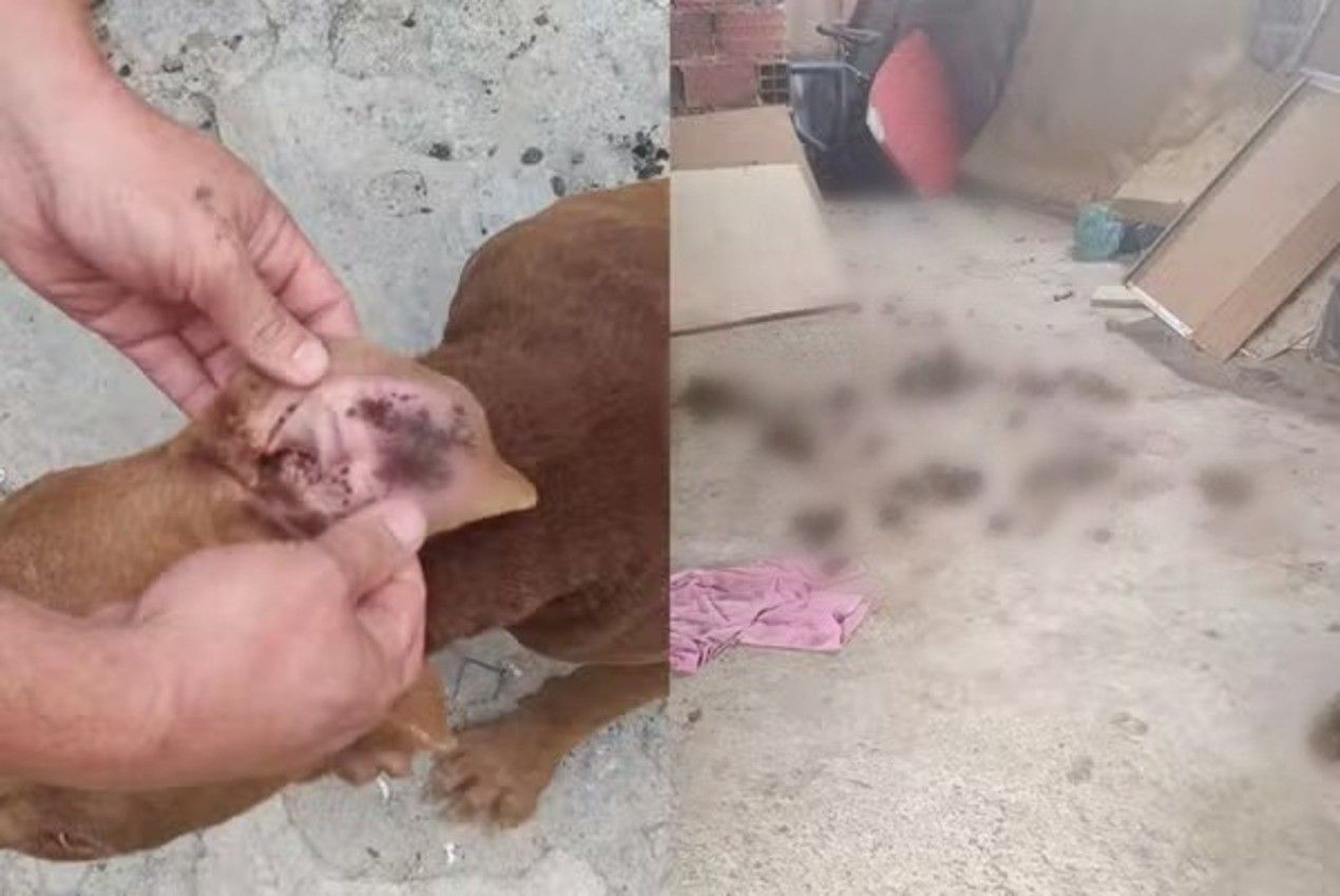 Pitbull desnutrida e cão com pulgas são resgatados em Sorocaba; tutores foram presos