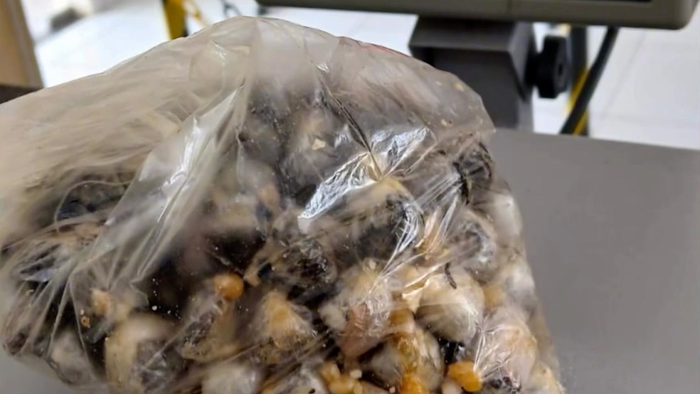Detento é flagrado com drogas no estômago ao retornar de saída temporária de Dia dos Pais no MA — Foto: Divulgação/Redes sociais