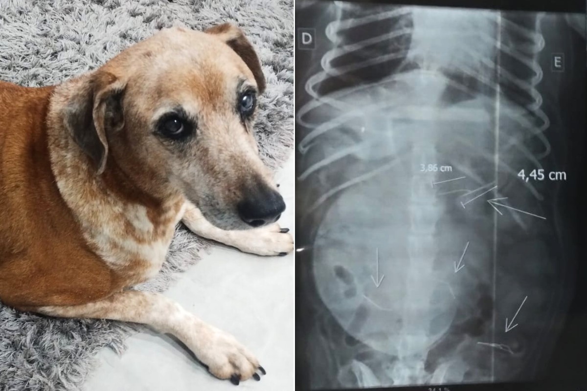 Cadela come salsicha com agulhas deixada em calçada no litoral de SP; polícia investiga vizinho