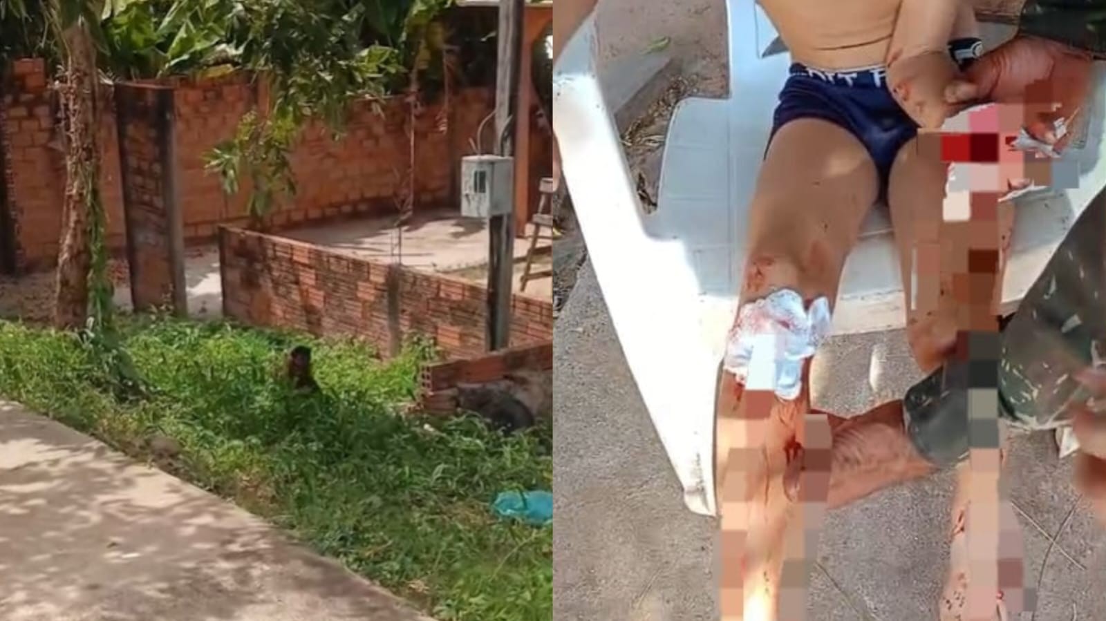 Macaco invade casa e morde criança em Monte Alegre, no oeste do Pará