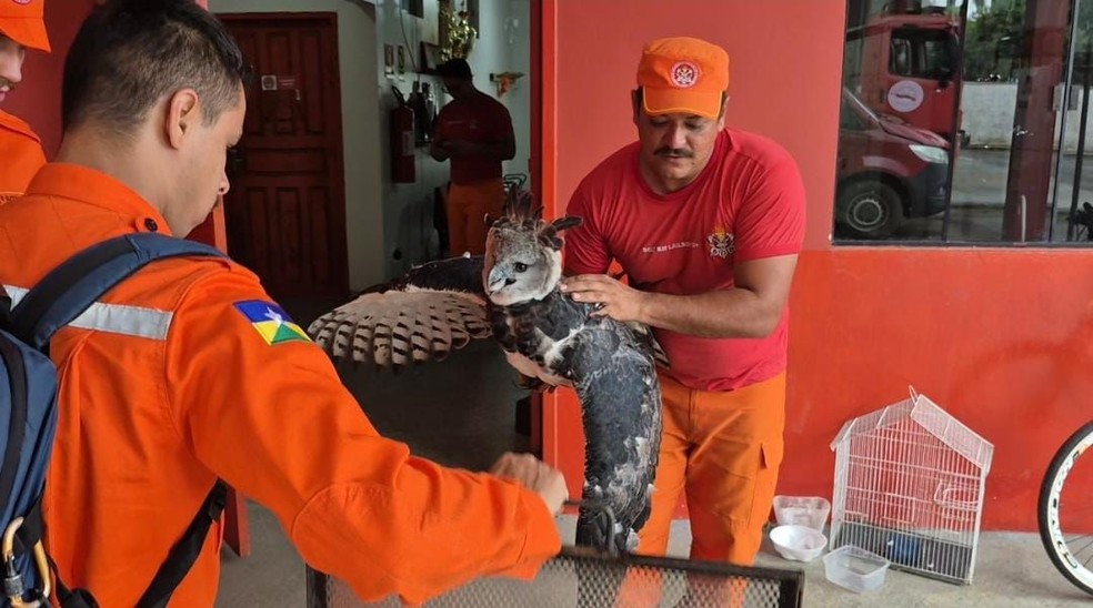 Harpia resgatada em Ariquemes (RO) — Foto: Reprodução