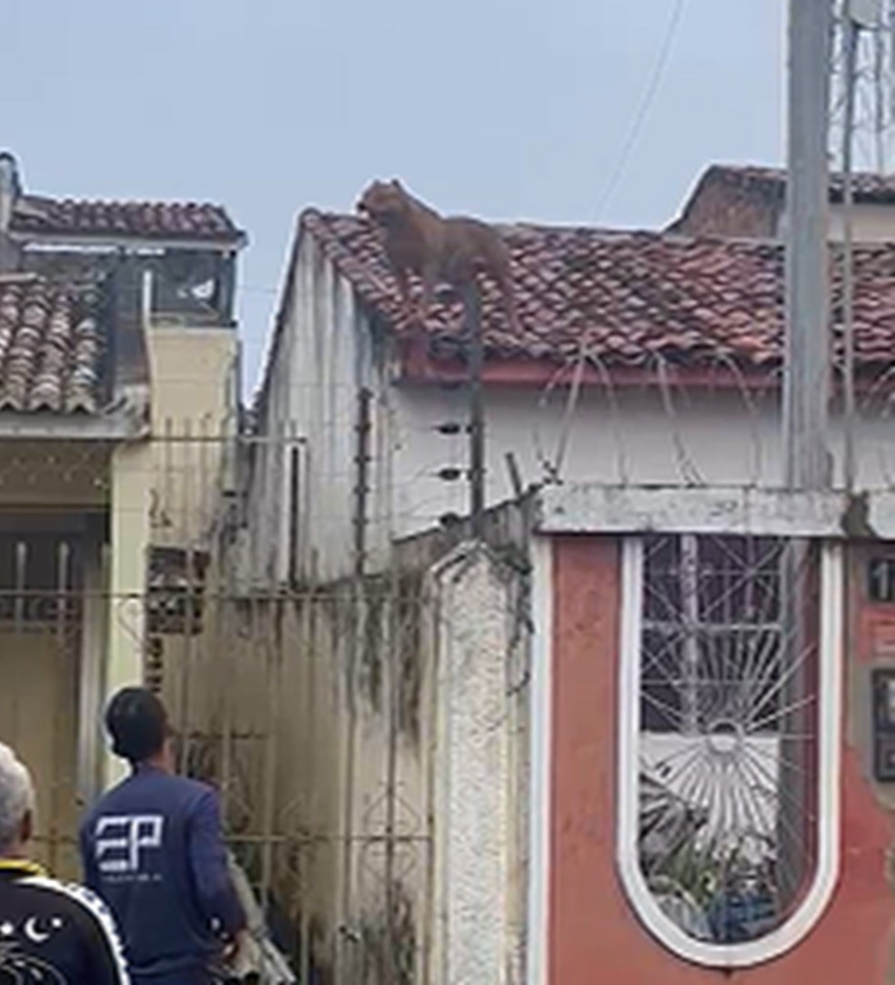 Moradores relatam que cão começou a subir nos telhados da região após ser posto para vigiar obras na Avenida Pedro Leão — Foto: Reprodução/Arquivo pessoal