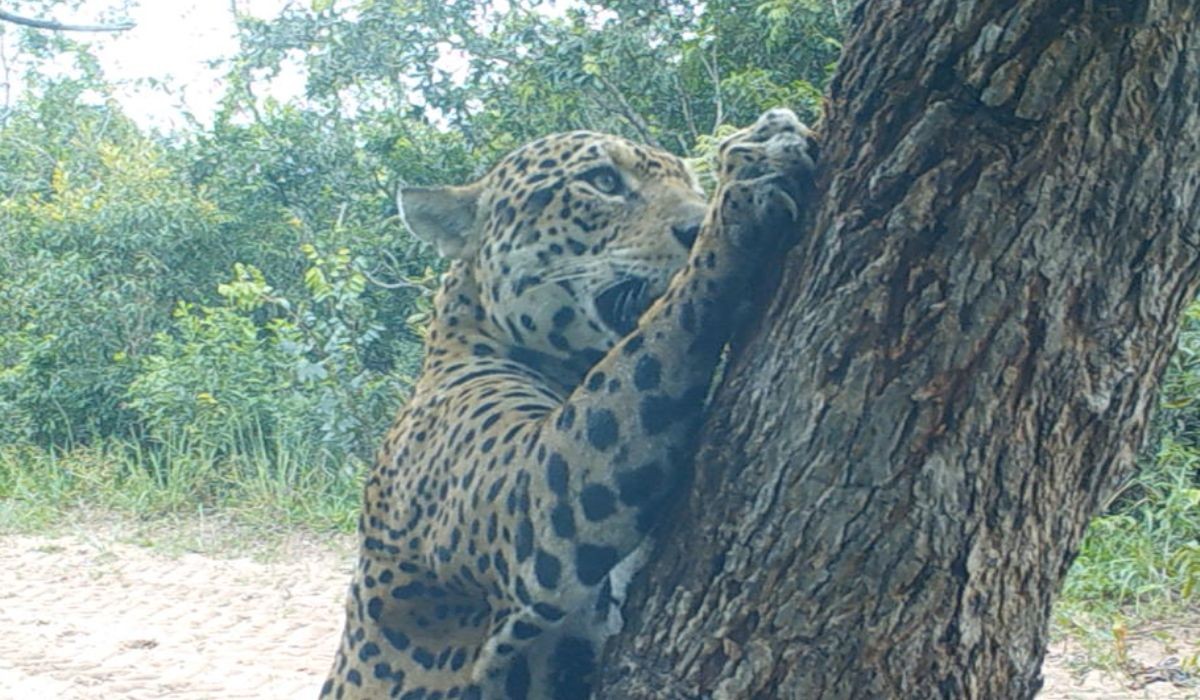 VÍDEO: Onça-pintada afia as garras em pequizeiro na Amazônia; marcas chegam a 2 metros do chão?