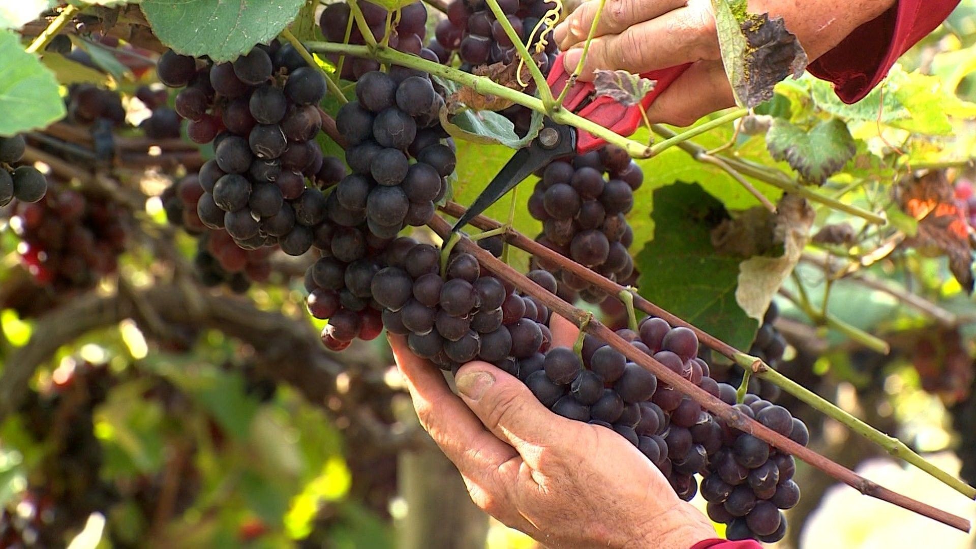 Uvas crescem em meio ao calor e aos cafezais e viram de suco a biscoitos no Norte do ES