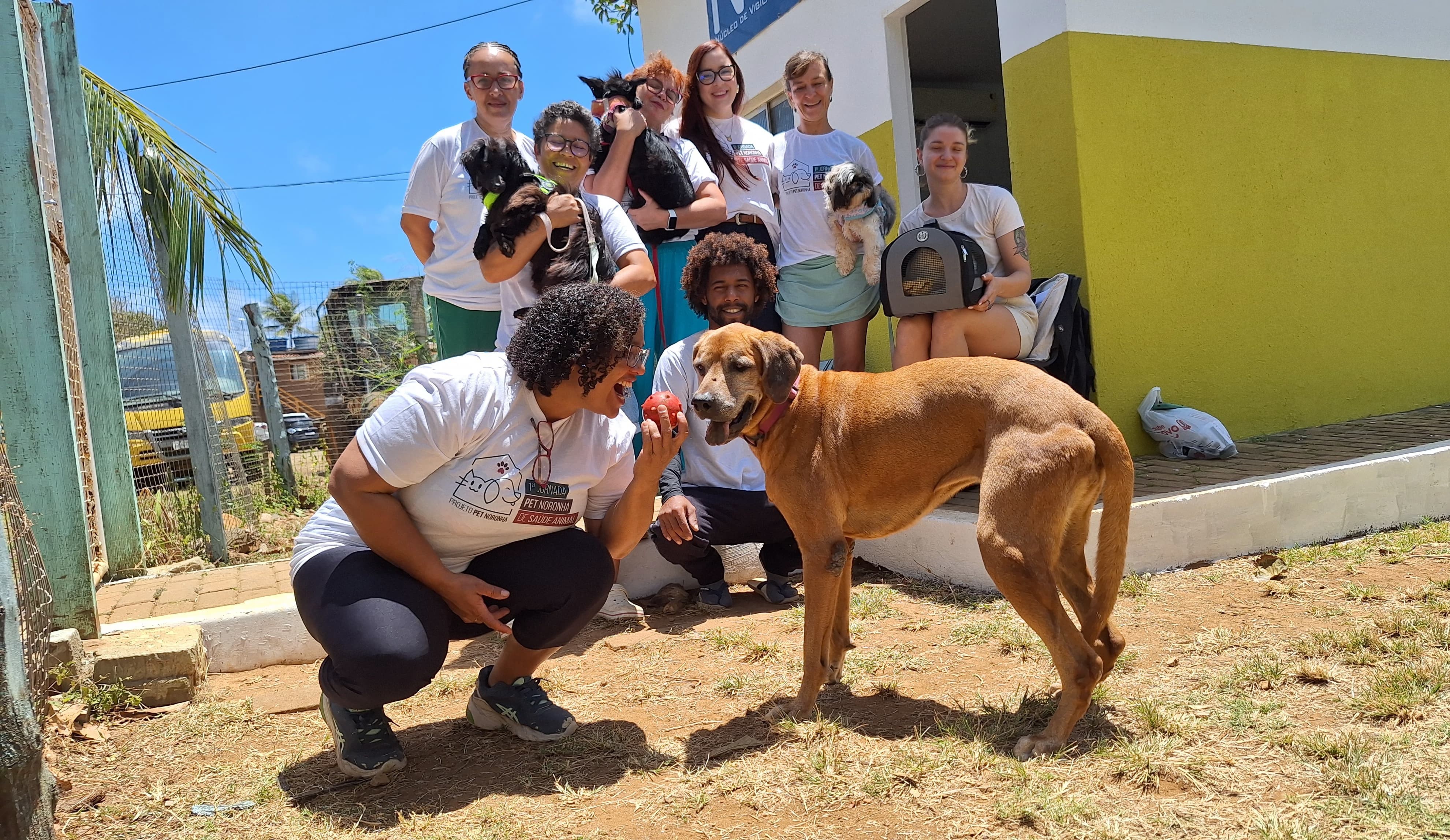 Fernando de Noronha tem Jornada de Saúde Animal com atendimento gratuito de cães e gatos