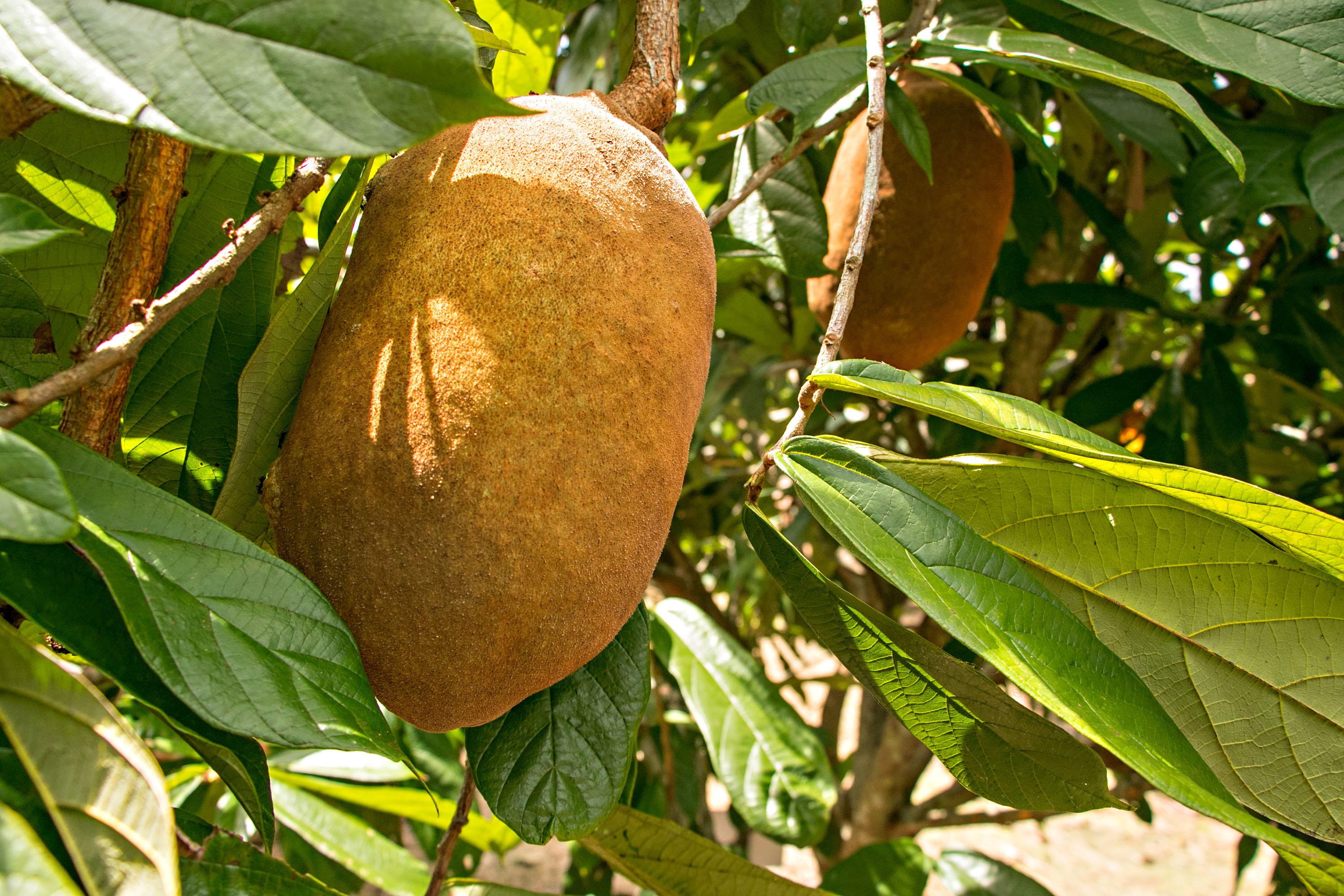 Como fazer geleia e doce artesanal de cupuaçu