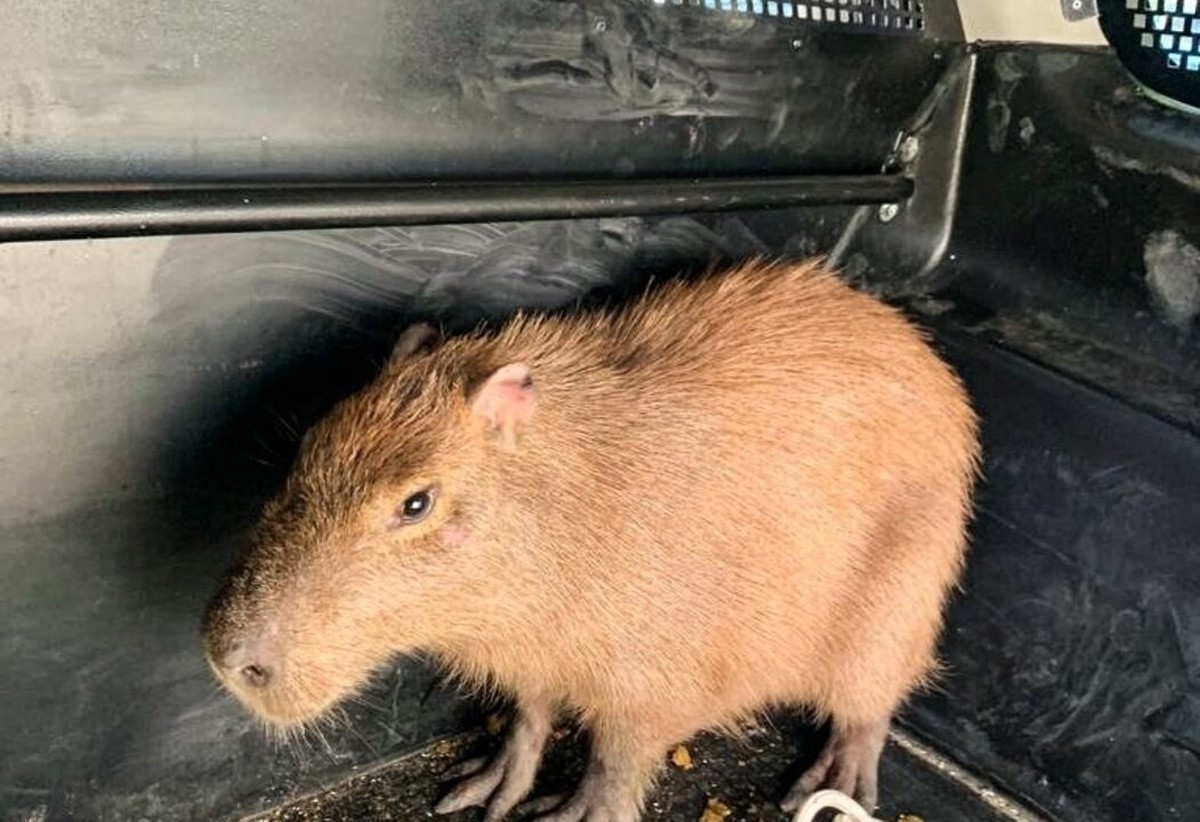 A capybara weighing 40 kg is found in a health center in Fortaleza;  video |  Ceara