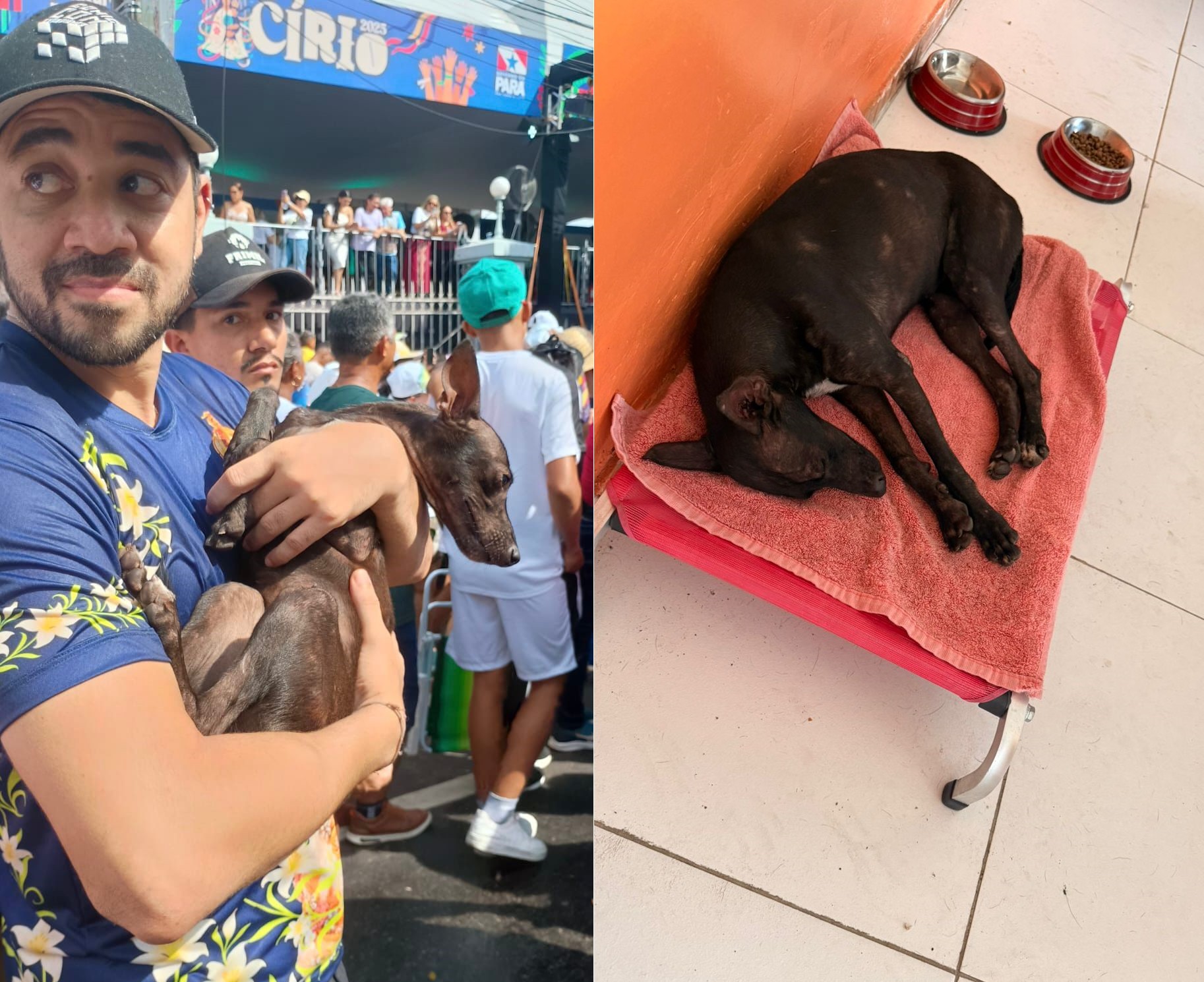 Cachorrinha é resgatada após ter sido pisoteada no Círio, em Belém, e ganha nome de 'Nazica'