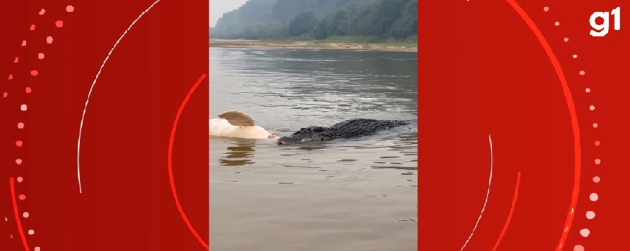 VÍDEO: Pescador flagra jacaré devorando boto no rio Guaporé em RO