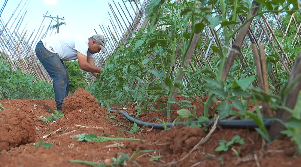  agricultura familiar  — Foto: Fábio de Souza/EPTV