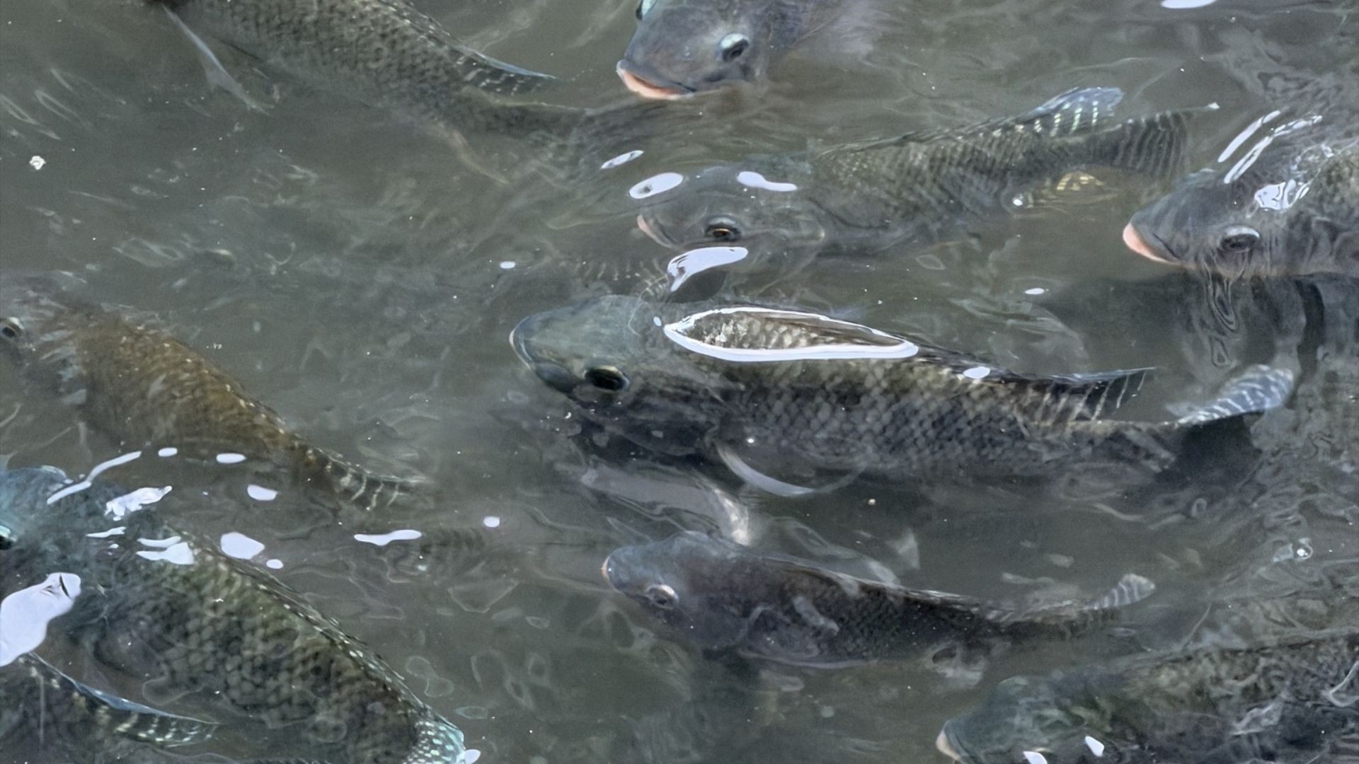 Peixes invasores e seus impactos ganham força com o aquecimento do planeta