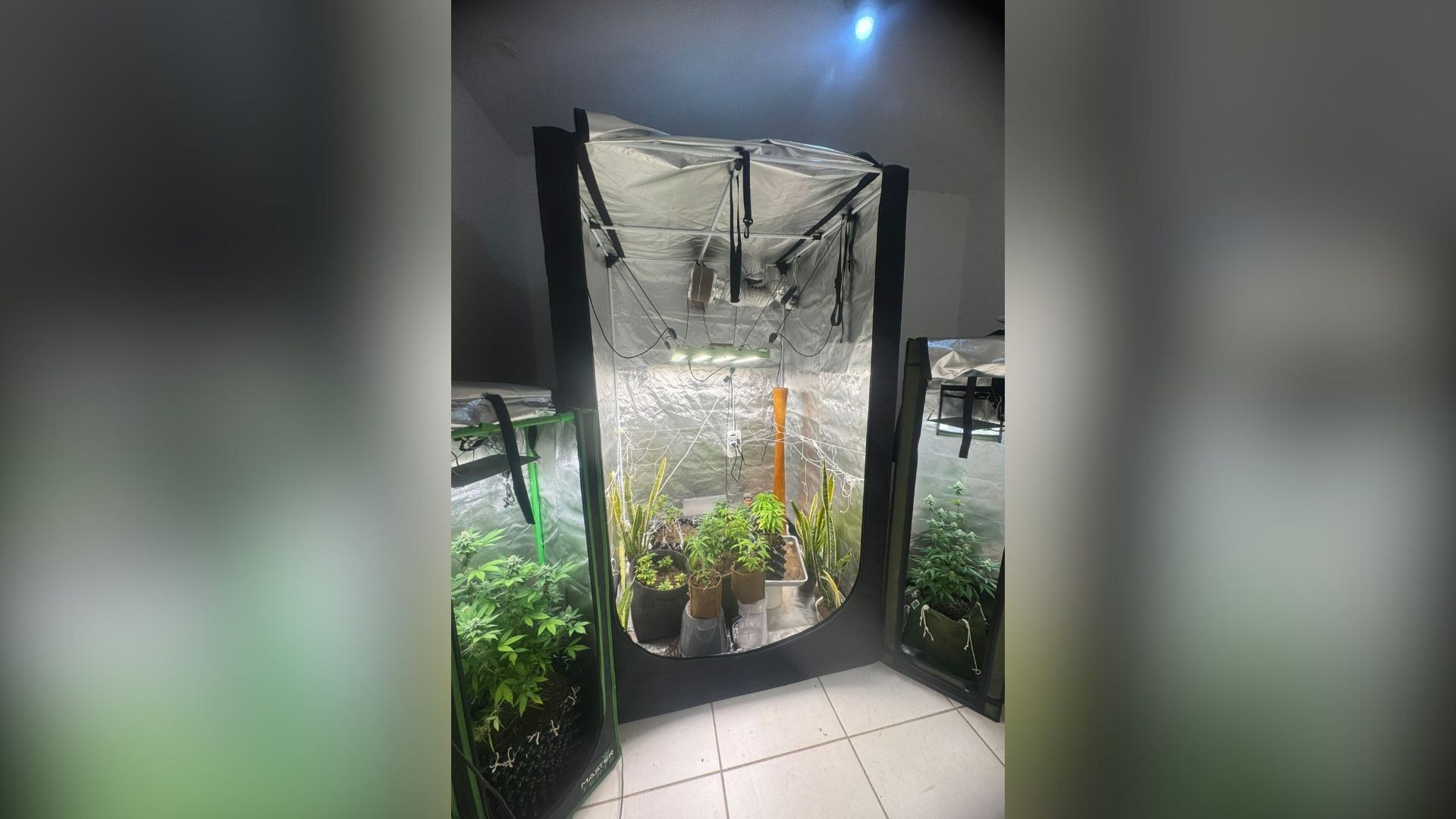 Cogumelos alucinógenos, ayahuasca e maconhas em estufas: PM fecha laboratório do tráfico em MG