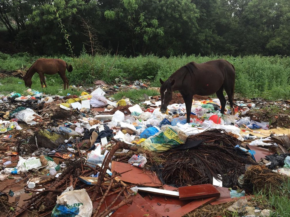 De cavalos comendo lixo na rua a esgoto estourado: moradores de Olinda  convivem com descaso