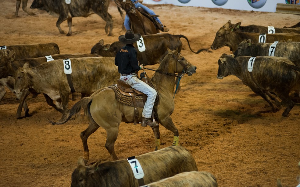 Ribeirão Rodeo Music terá três modalidades de rodeio cavalos