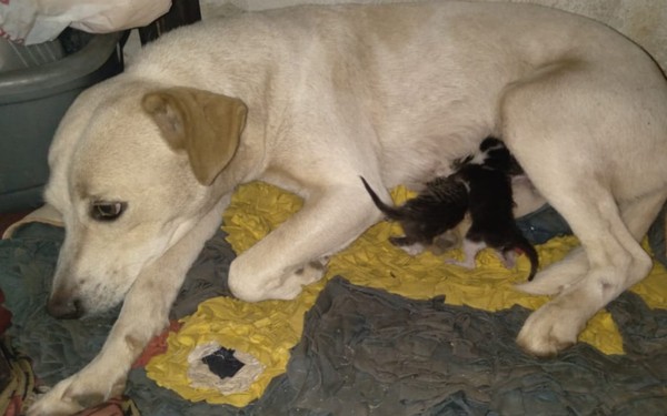 Gatinhos mamam em cadela, em Goiatuba — Foto: Arquivo Pessoal Dayana Rosa