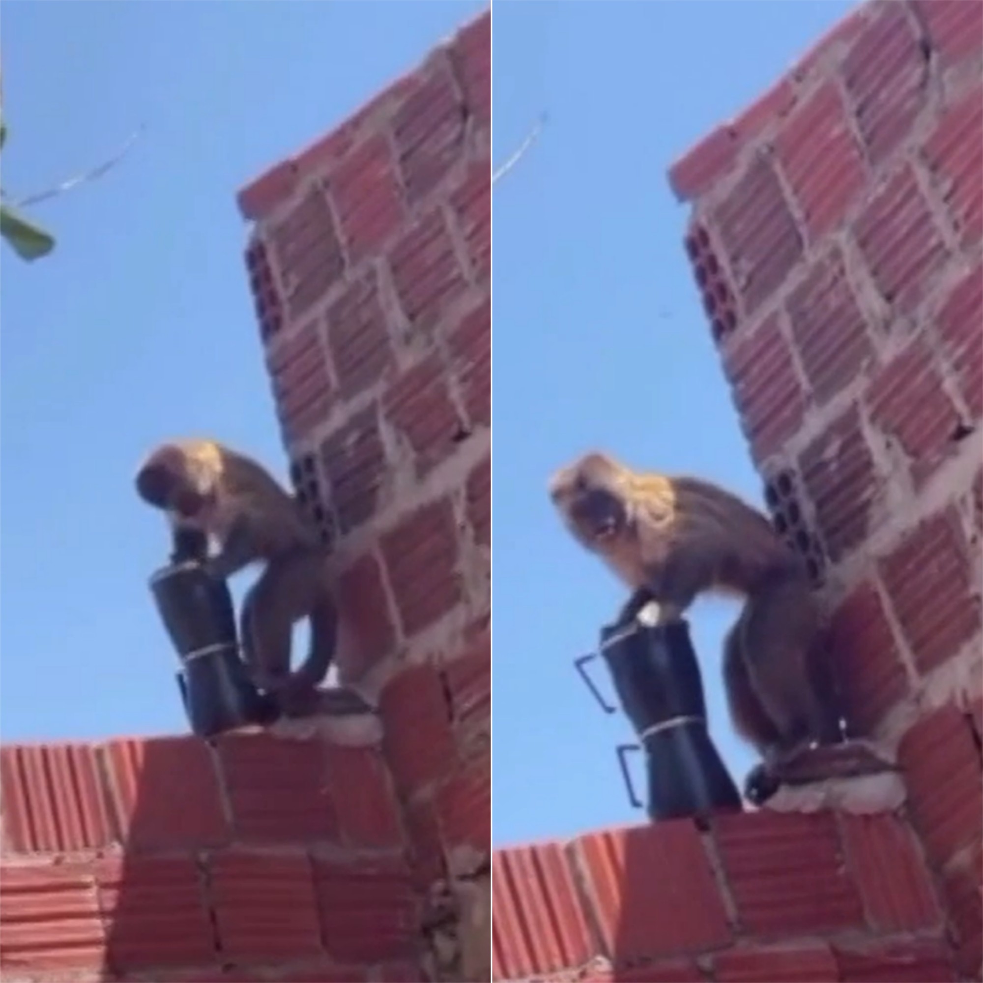 VÍDEO: Macaco-prego furta cafeteira e causa transtornos na menor cidade do RN 