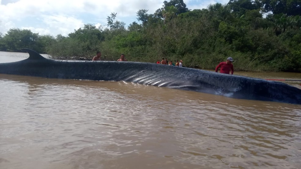 Baleia encalha entre duas ilhas do arquipélago no Marajó, norte do Pará — Foto: Reprodução / Tv Liberal