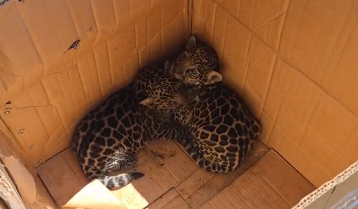 VÍDEO: Filhotes de onça são resgatados no interior do Amazonas