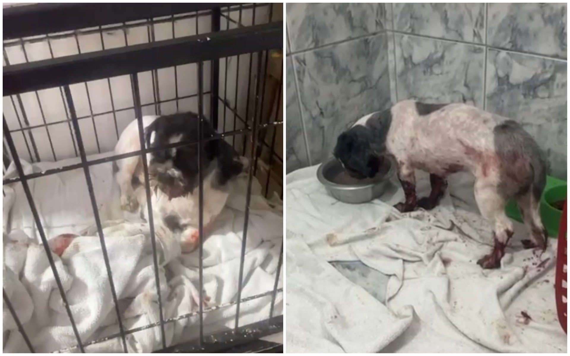 Pet shop denuncia maus-tratos após cão morrer ao ser abandonado com ferimentos e bicheira na boca