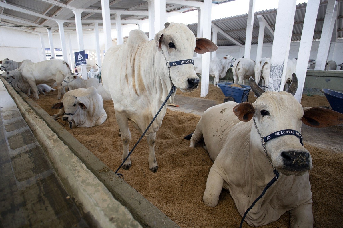 ExpoAgro começa nesta quinta-feira em Campos com mais de 700 animais