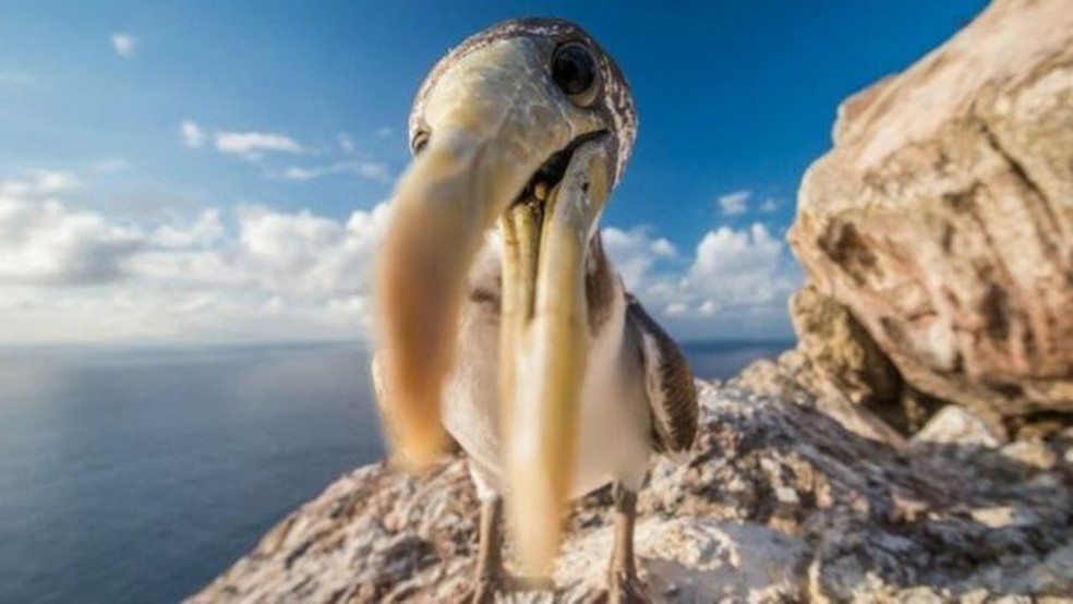 A riqueza de aves marinhas é uma das marcas dos rochedos de Redonda. — Foto: BBC
