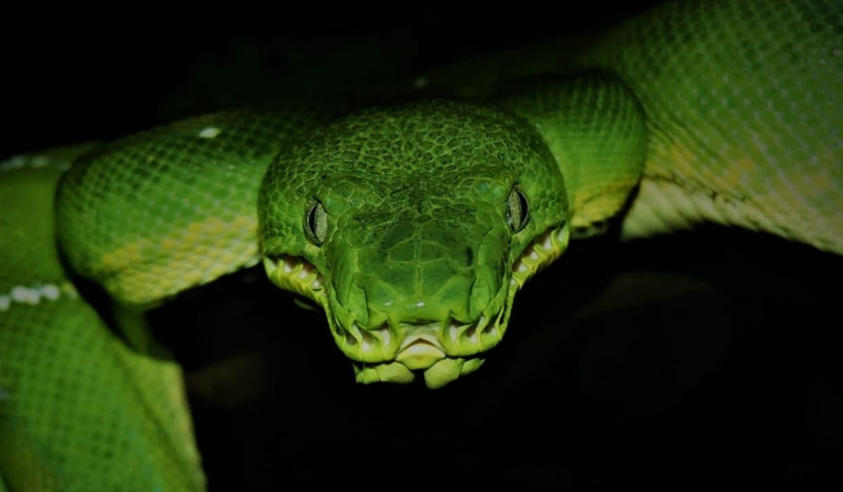 Menos de 20% são 'perigosas': USP lança guia para você perder o medo das serpentes