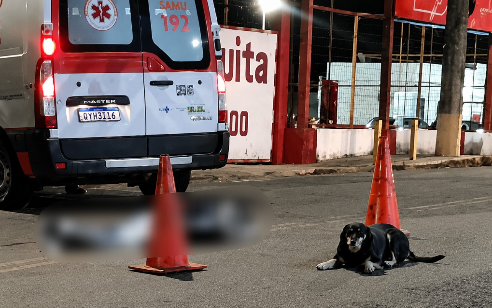 Cachorro permanece ao lado de tutor morto após atropelamento em MG