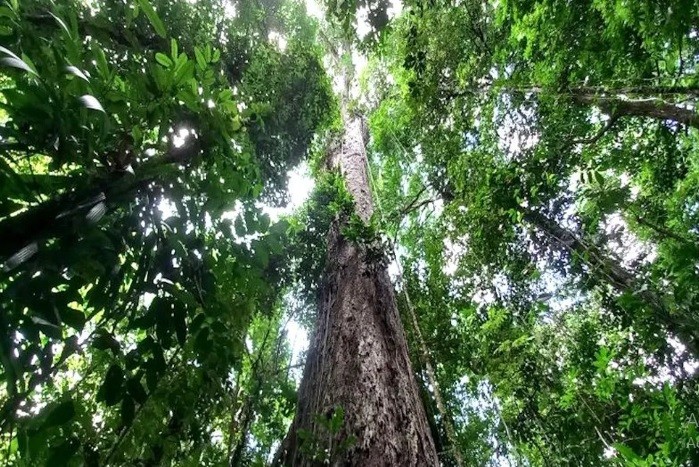 Governo do Pará convoca empresas para atuar na Flota do Paru em concessão florestal sustentável 