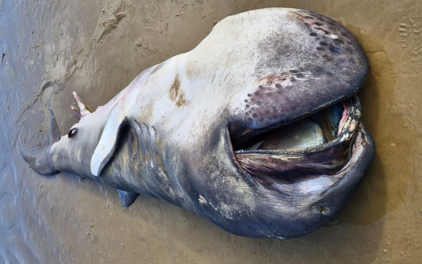 O tubarão não apresentava ferimentos e a causa da morte ainda não foi identificada — Foto: Tamar