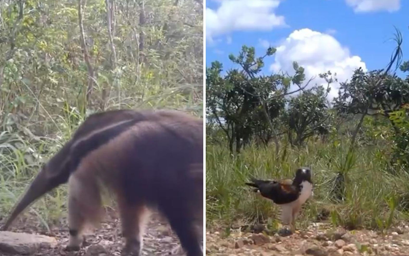 Flagrantes da Vida Selvagem em Goiás