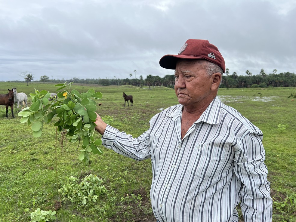 Pedro Vieira, de 73 anos, mostra pasto infestado por erva daninha conhecida como mata-pasto em Roraima — Foto: Caíque Rodrigues/g1 RR