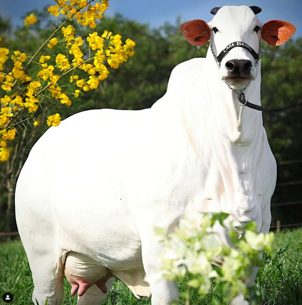 Carina FIV do Kado é nova vaca brasileira a atingir recorde mundial — Foto: Casa Branca Agropastoril