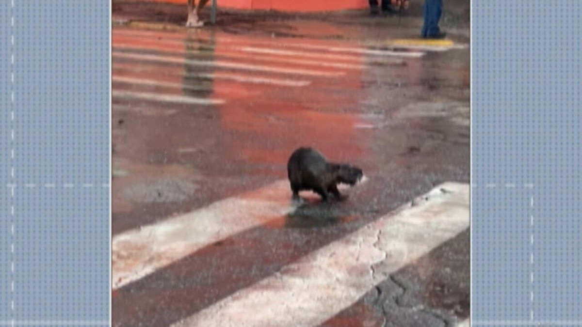 Rato banhado é encontrado no centro de Ibiporã 
