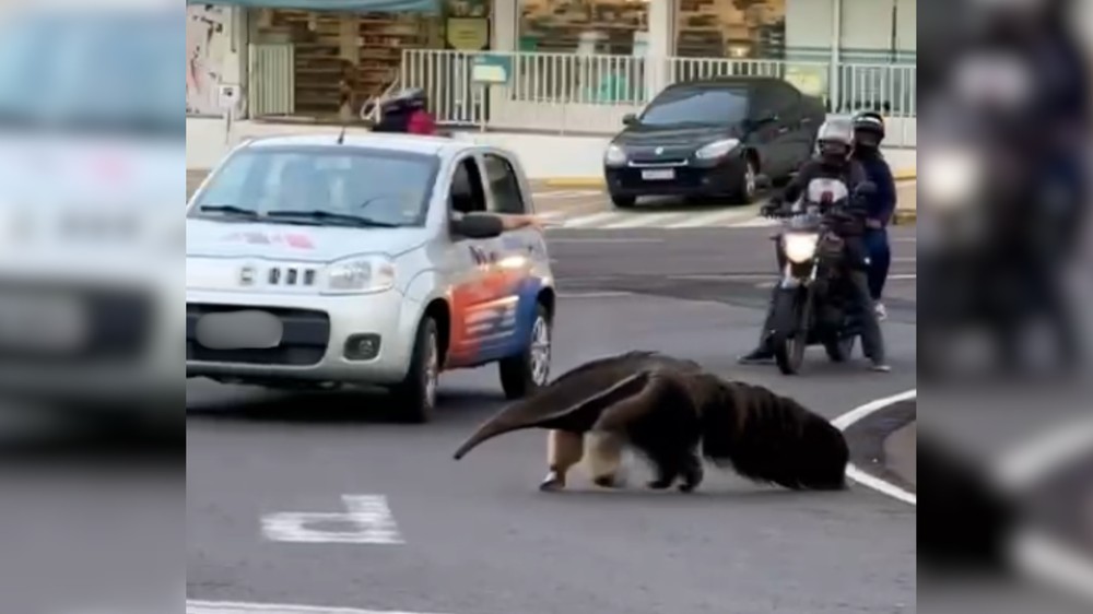 Rio preto: veículos param no trânsito para tamanduá-bandeira atravessar a rua