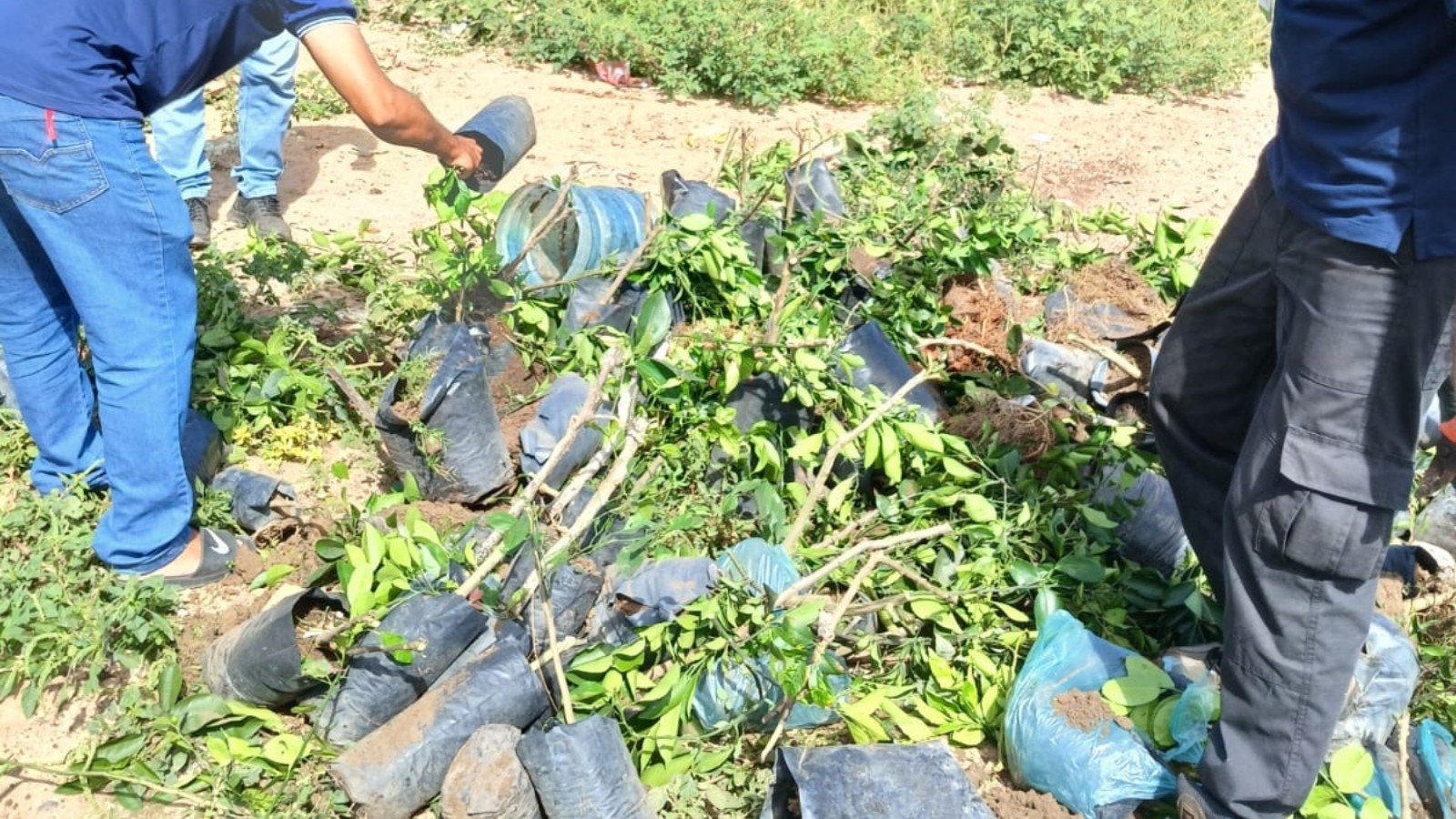 Mais de 70 mudas de plantas frutíferas são destruídas em ação de combate ao comércio clandestino no Piauí