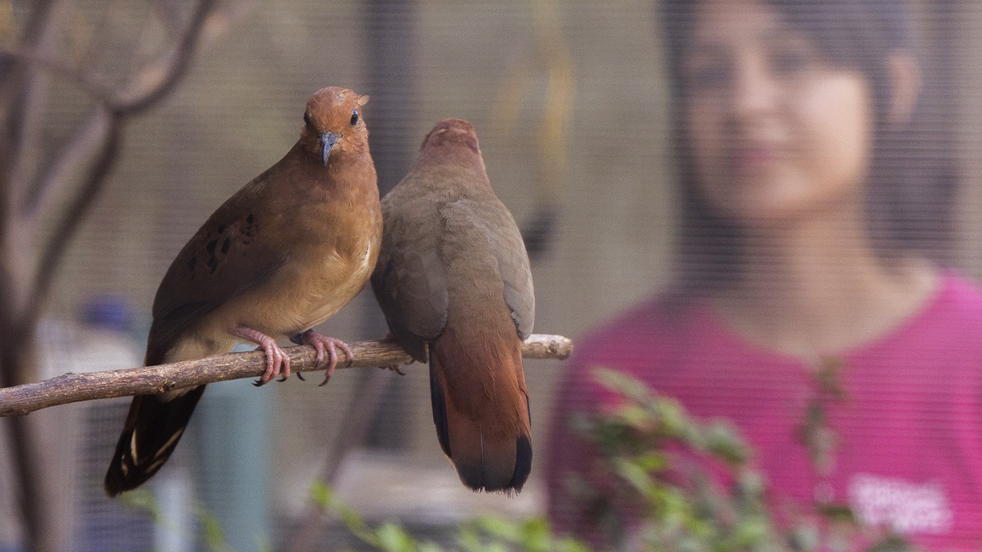 Três aves criticamente ameaçadas chegam a Foz do Iguaçu para reforçar projeto de conservação