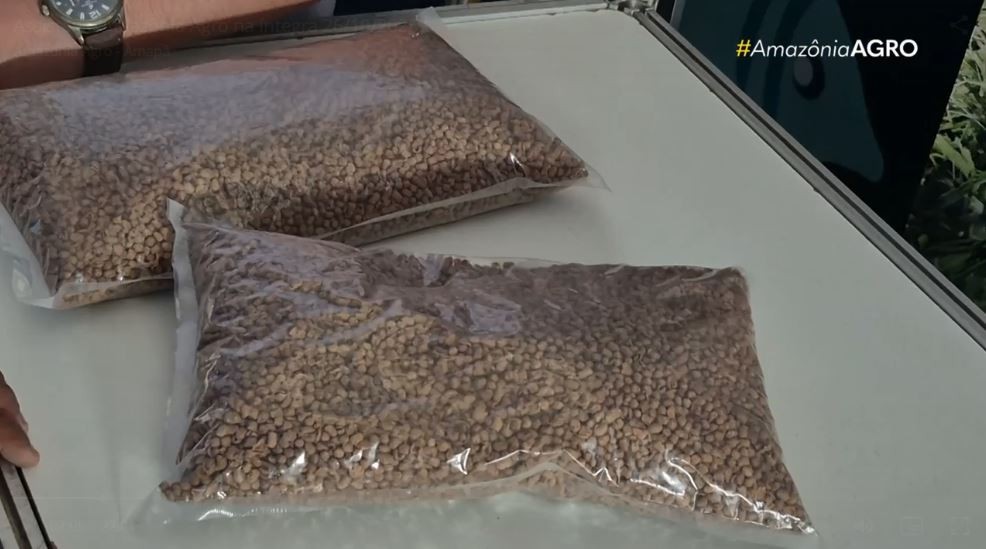 Estudo usa restos de pescado para criar ração alternativa e reduzir impactos ambientais no Amapá