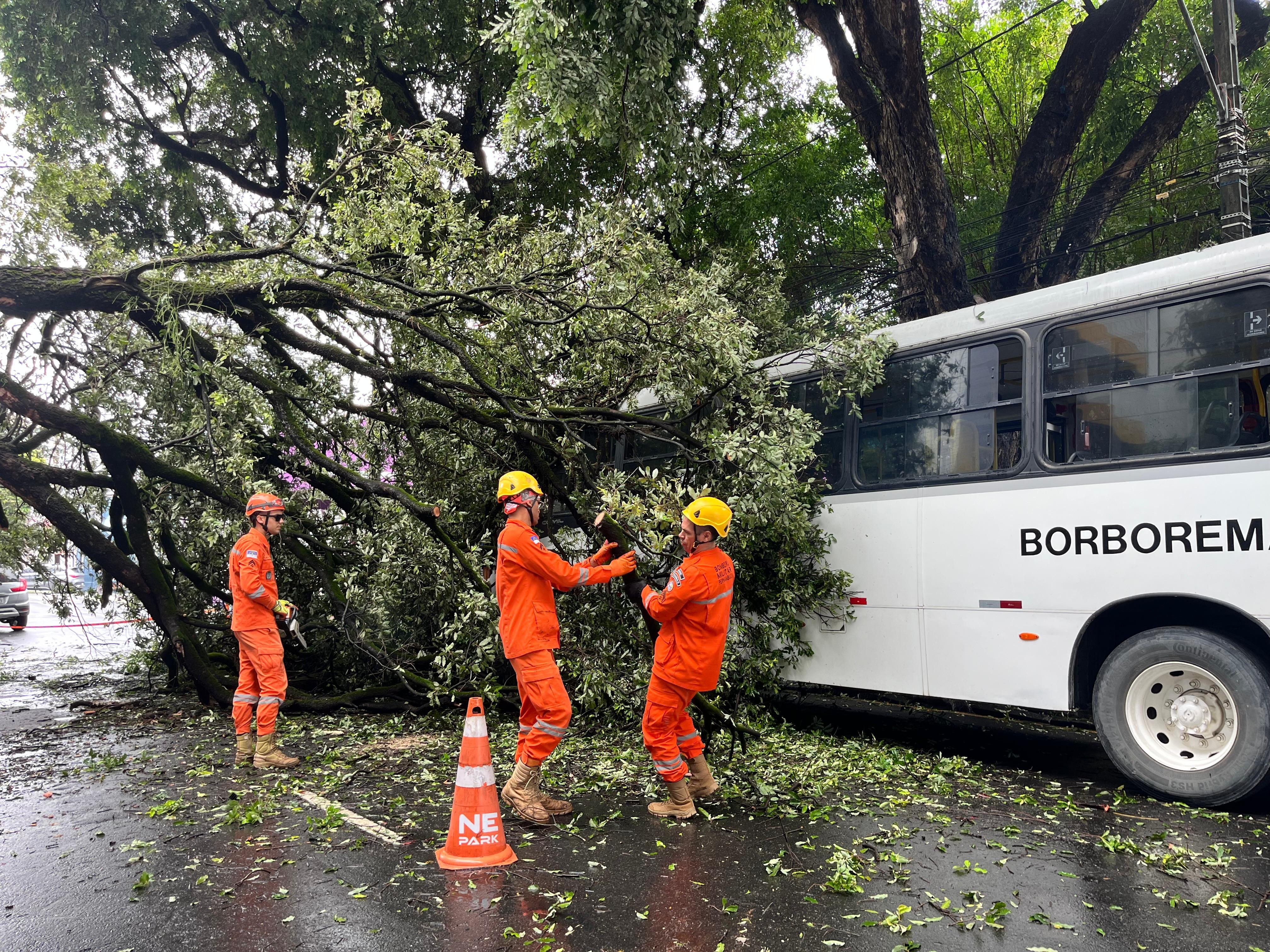 Árvore cai nas Graças, atinge ônibus, interdita via e deixa ruas sem energia