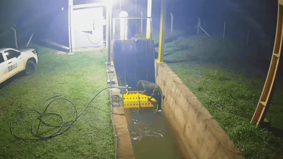 VÍDEO: onça-pintada presa em canal de usina de MT é resgatada 