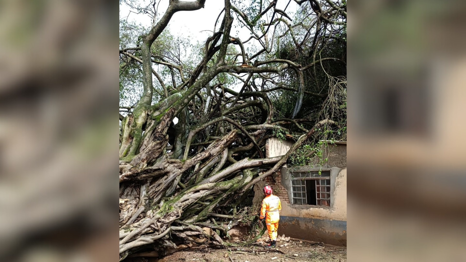 Caseiro morre após árvore de grande porte cair sobre imóvel na zona rural de Araxá 