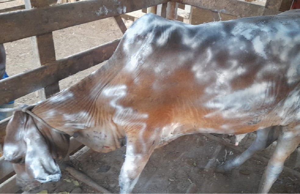 boi-queimado Queimadas avançam no Noroeste Fluminense e deixam animais feridos em Natividade