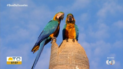 Cinegrafista registra beleza das araras-canindé em quadra da Capital