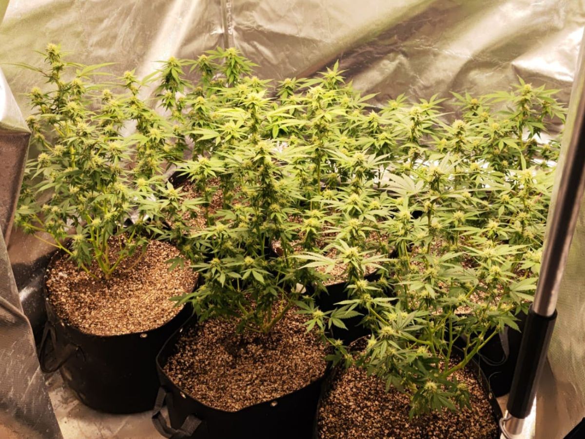 PM apreende plantação de maconha e prende um suspeito em Campinas 